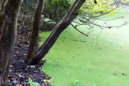 Hasal Marsh